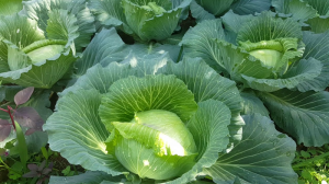 bắp cải