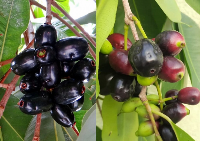 Khám Phá Những Đặc Điểm Trái Trâm- Trái Trâm Có Tác Dụng Gì – Cửa Hàng ...